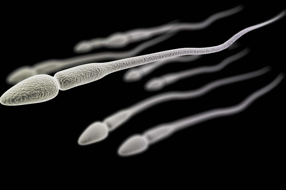 Lo sperma infrange la terza legge di Newton, lo studio che dimostra come gli spermatozoi “si oppongono” al principio di azione e reazione 1 sperma legge newton.jpg