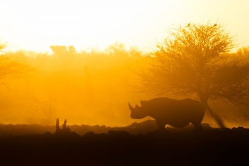 sunset rhino m 500x333.jpg