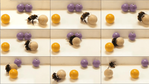 the bumblebees playing m.png