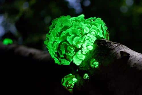 the saprobe panellus stipticus displaying bioluminescence m.jpg