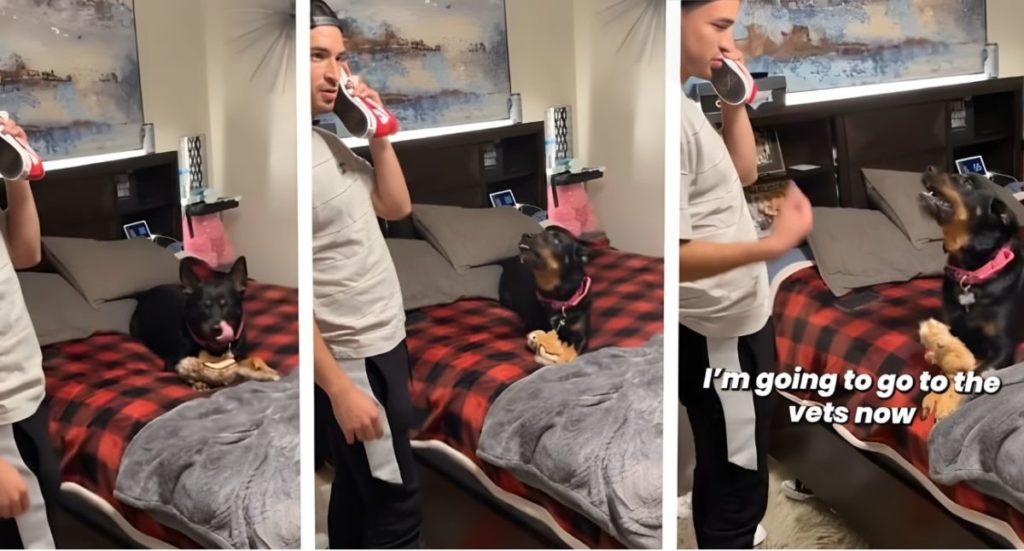 veterinario cane.jpg
