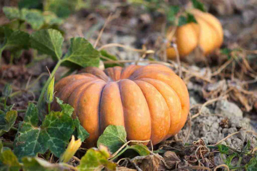zucca moscata