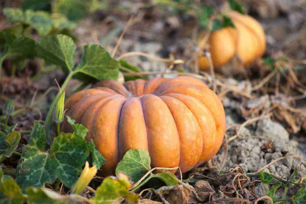 zucca moscata