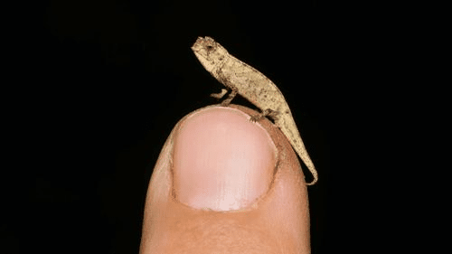 1611769140 world s tiniest chameleon m.png