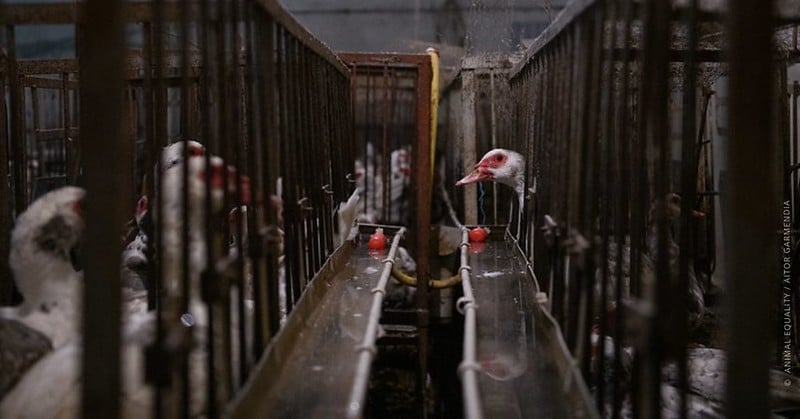 foie gras