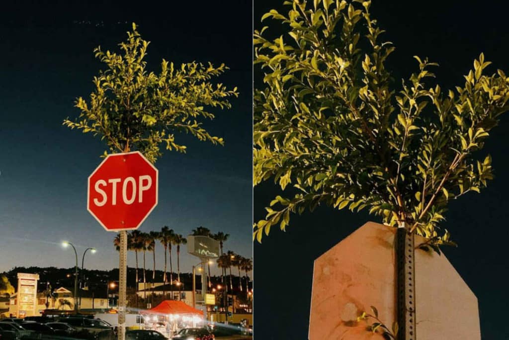 Albero stop.jpg