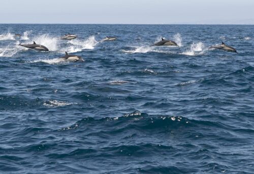 American Whales Climate Change 09408 1 500x344.jpg