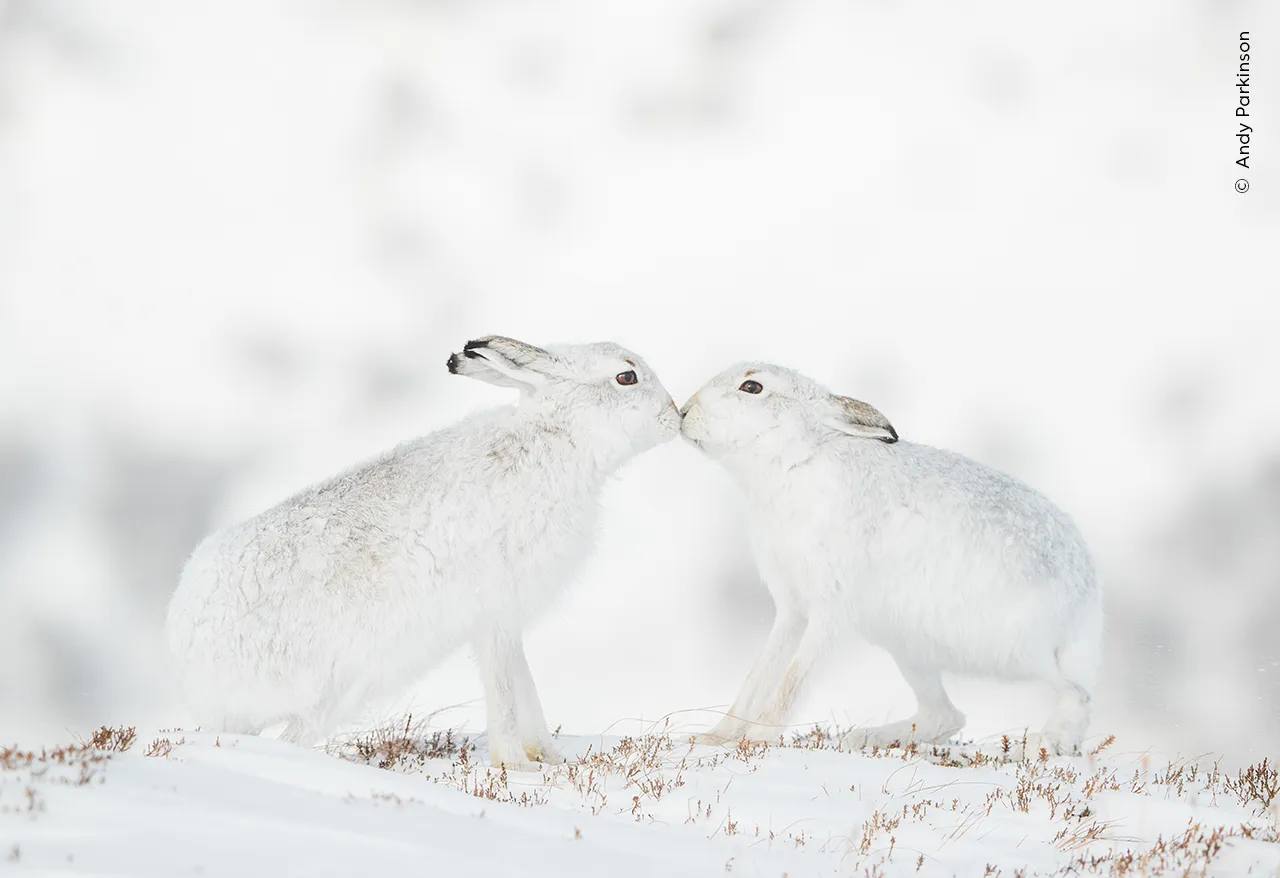 Wildlife Photographer of the Year