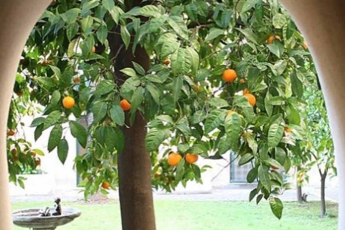 Questo è il primo storico arancio trapiantato in Italia nel 1200 (e ancora oggi produce frutti) 1 Arancio convento Santa Sabina.jpg
