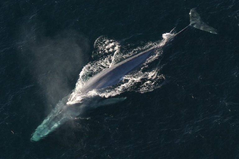 Balenottere azzurre Oceano Indiano.jpg