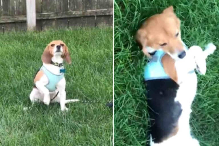 Beagle Loca.jpg