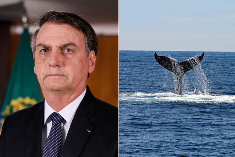 Bolsonaro balena.jpg