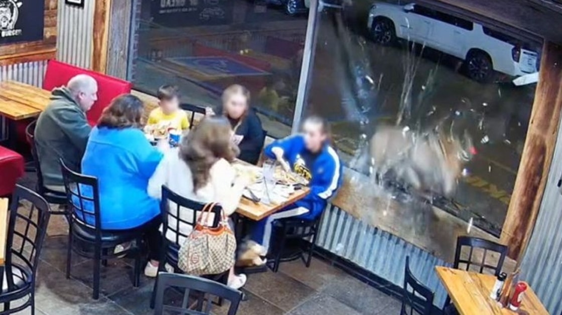 Cervo irrompe in una tavola calda negli USA, ferendo una 13enne: dettagli e fatti 1 Cervo irrompe in una tavola ca.jpg