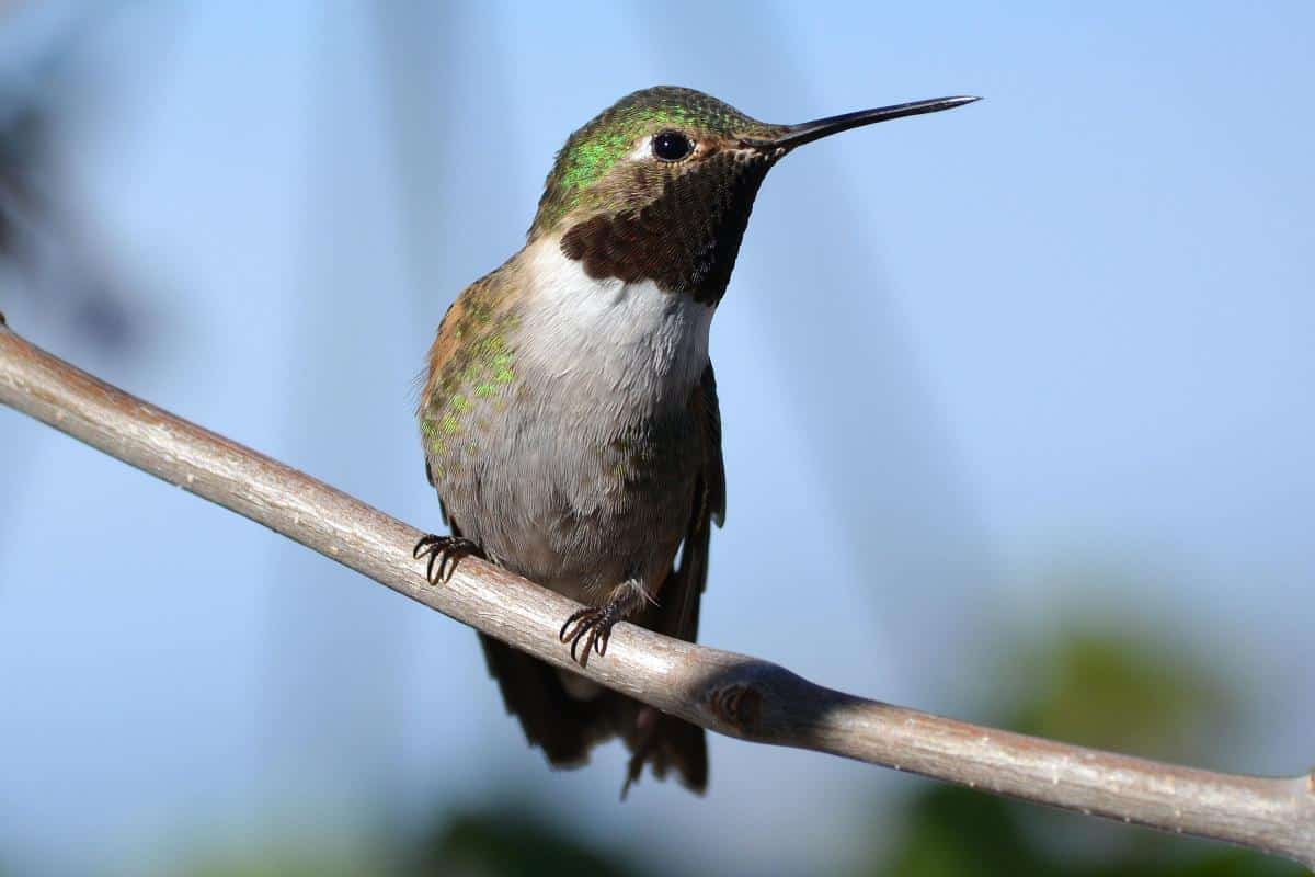 Colibri.jpg