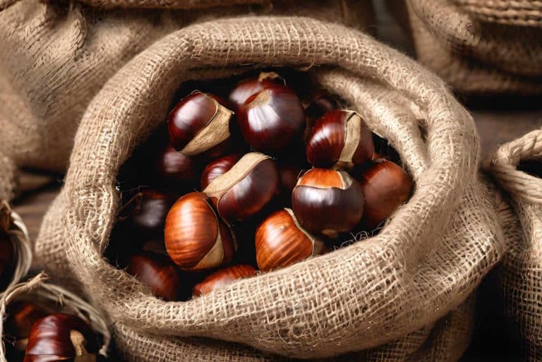 Conservare le castagne.jpg