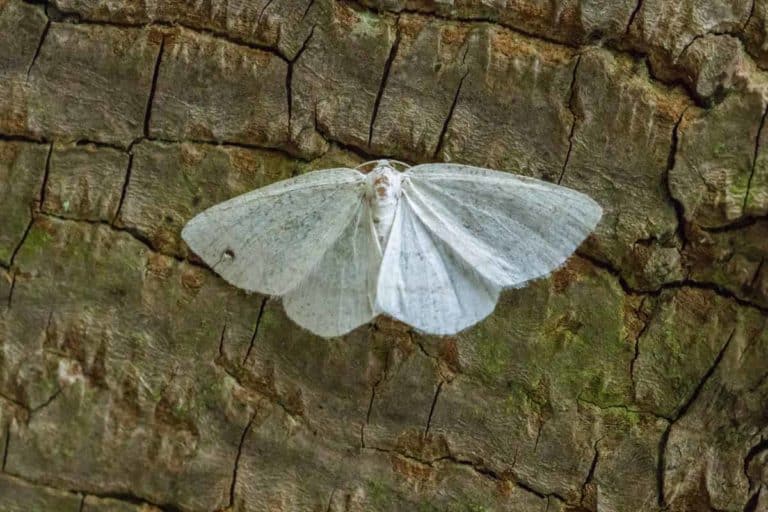 Farfalle Nepal.jpg