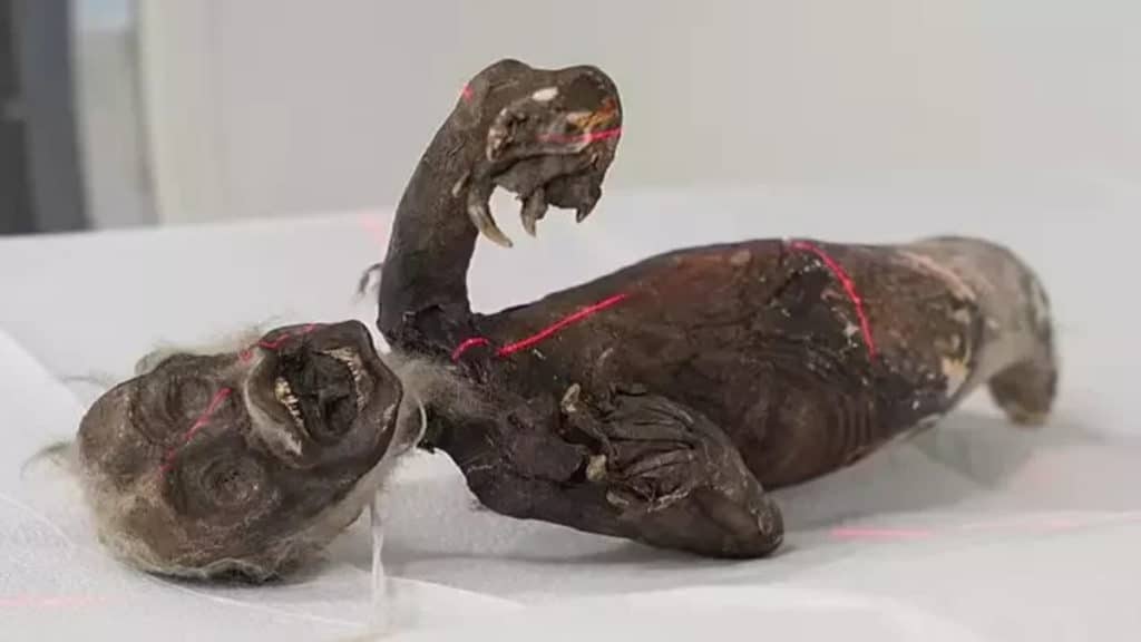 Fiji mermaid photo e1698410195820 1 1.jpg