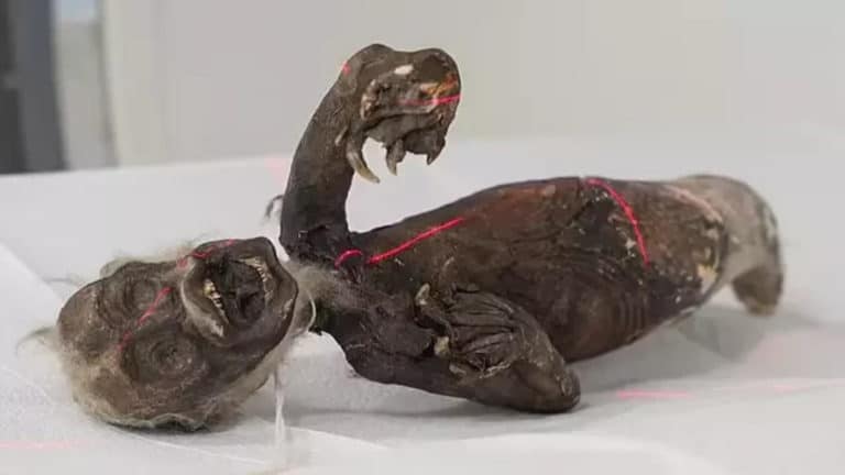 Fiji mermaid photo e1698410195820 1 1.jpg