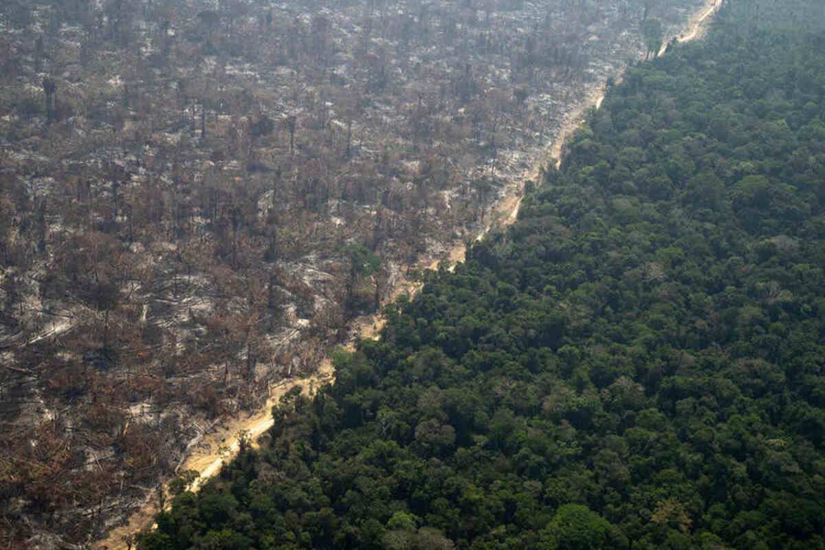 Foresta amazzonica 1.jpg