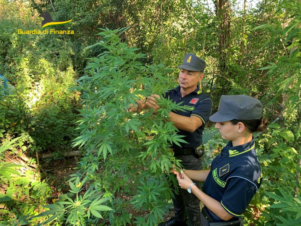 Piantagione di marijuana scoperta dalla Finanza vicino Roma, arrestati due cittadini albanesi 1 Foto 1 Gruppo scaled 1.jpg