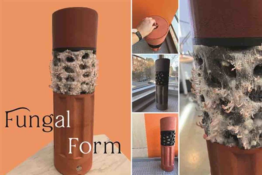 Fungal form.jpg