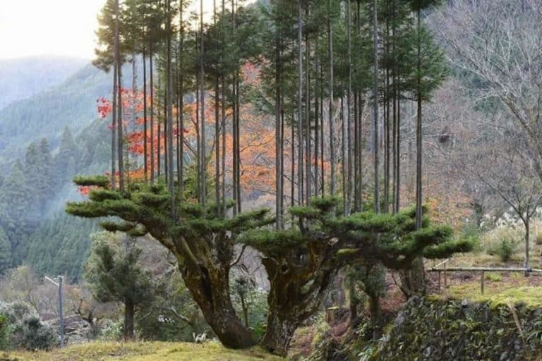 Giappone alberi.jpg