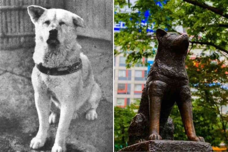 Hachiko 1.jpg