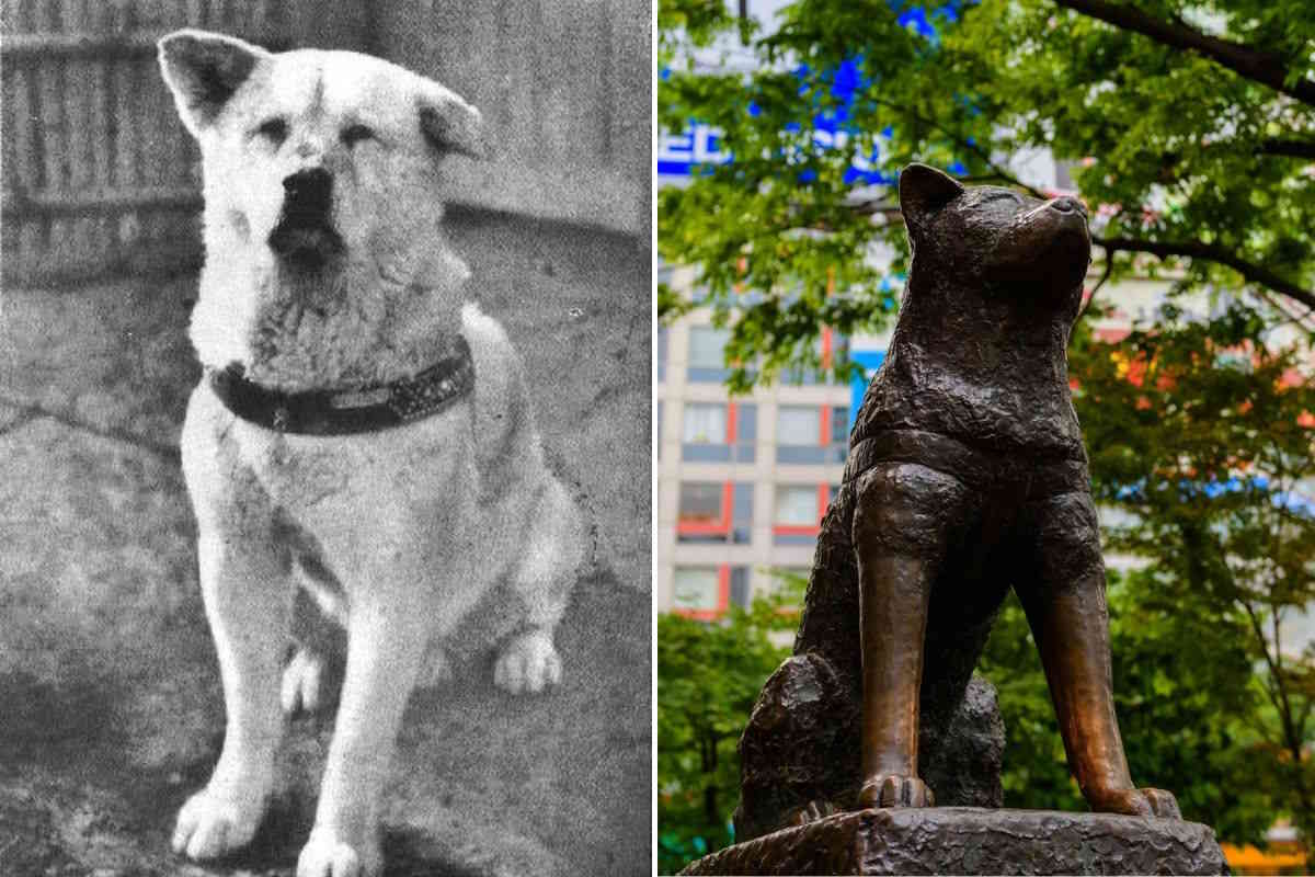 Hachiko 1.jpg