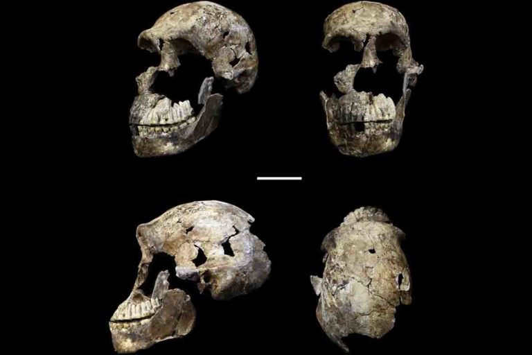 Homo naledi.jpg