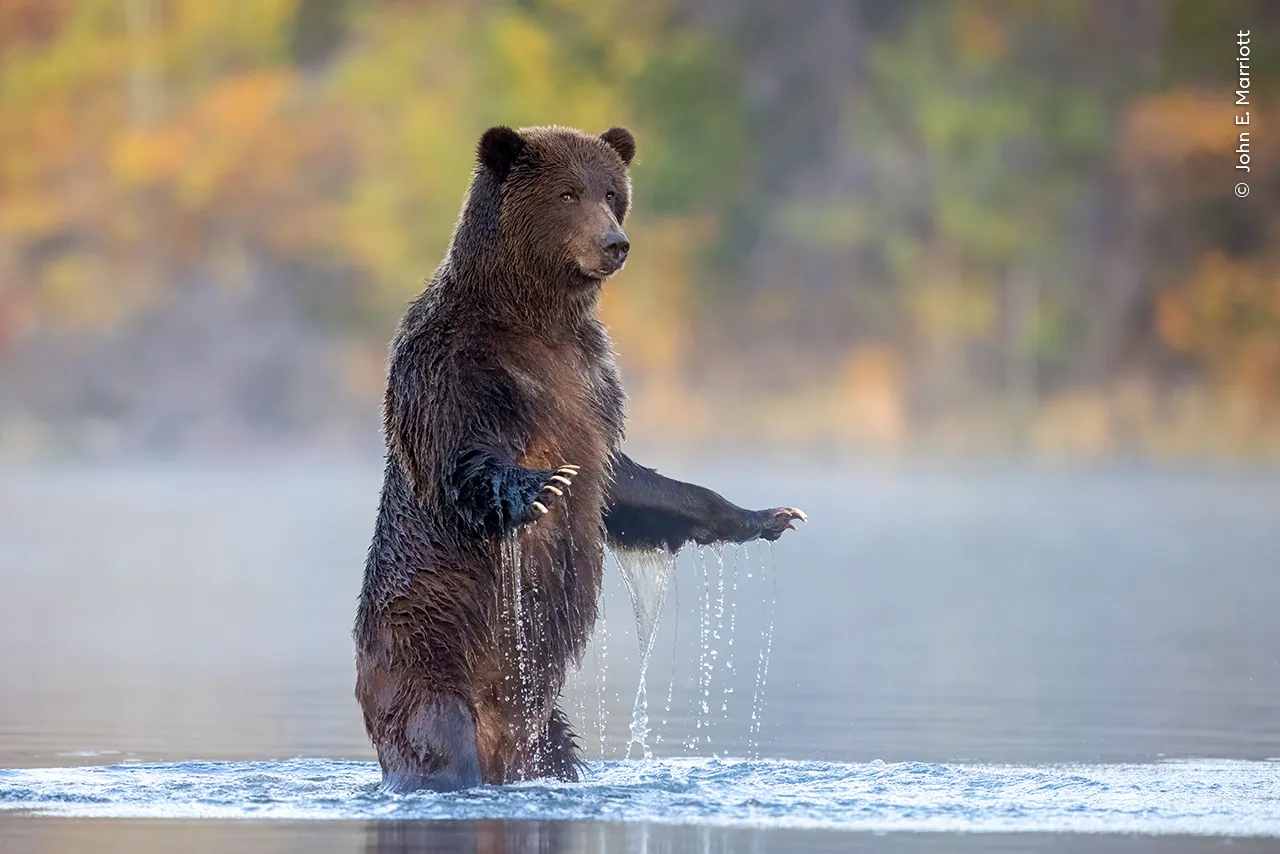 John E. Marriott Wildlife Photographer of the Year GRIZZLY.jpg