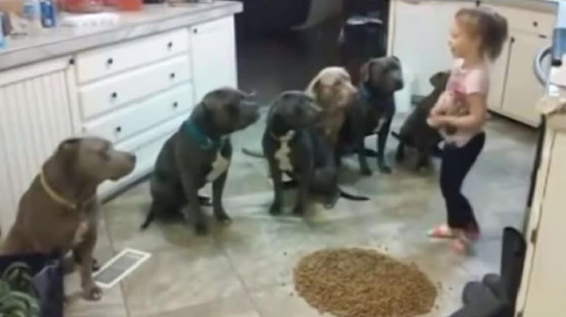 Lascia la figlia con 6 pitbull: il video virale che ha attirato l’attenzione di 11 milioni di persone 1 Lascia la figlia con 6 pitbull.jpg
