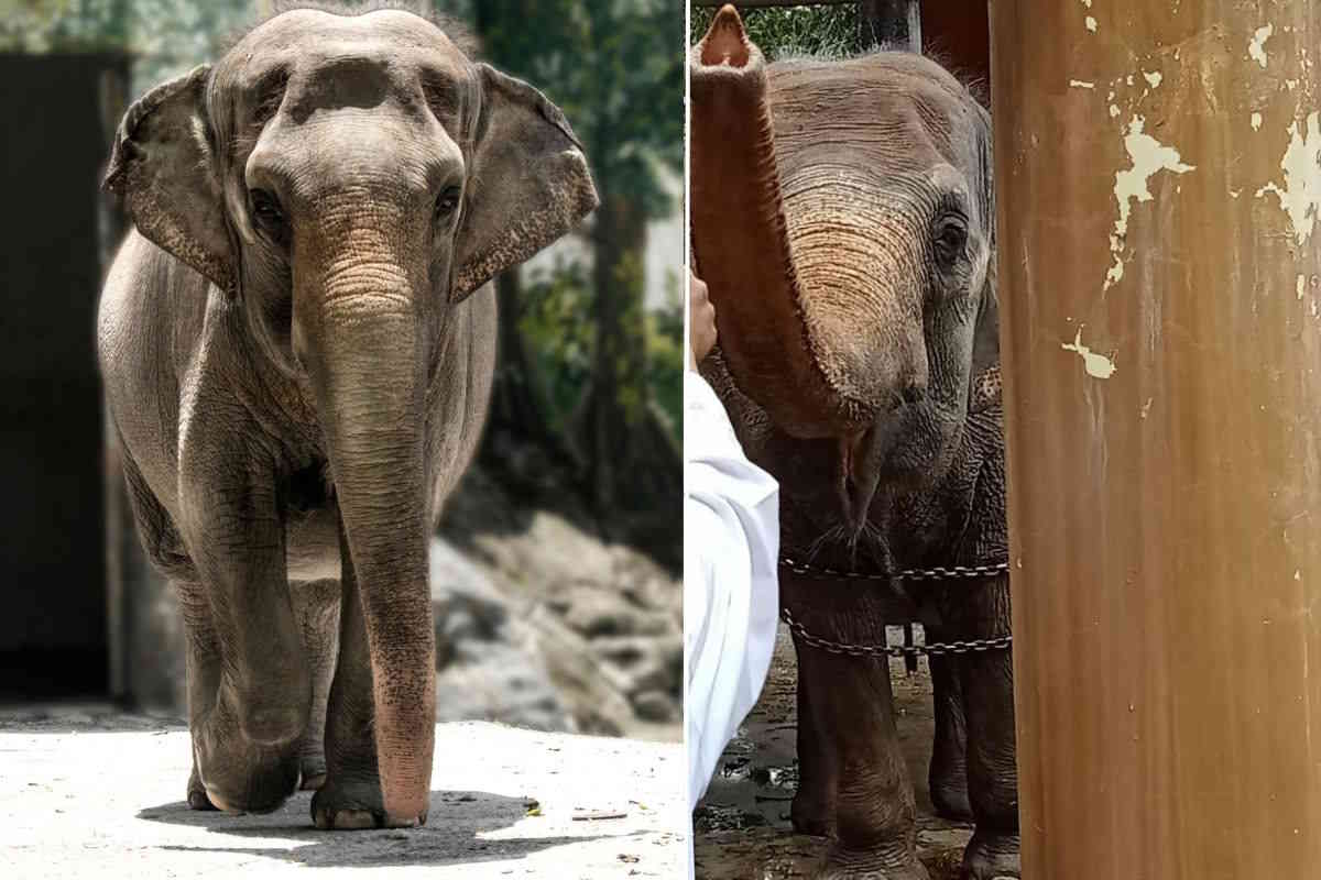 L’elefantessa più triste del mondo è morta nello zoo di Manila (dopo 40 anni di isolamento) 1 Mali elefantessa.jpg