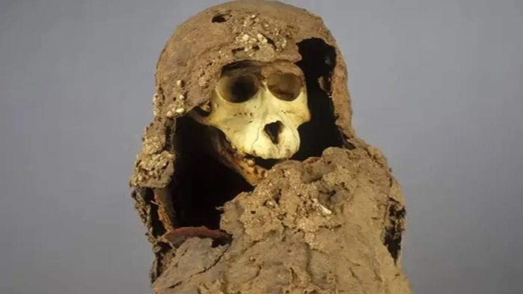 MummifiedBaboon 1.jpg