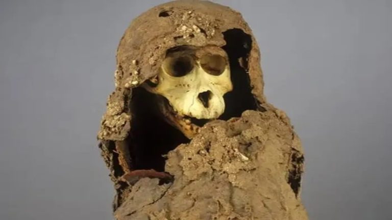 MummifiedBaboon 1.jpg
