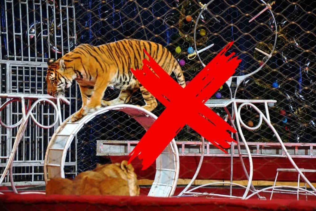 No circo.jpg
