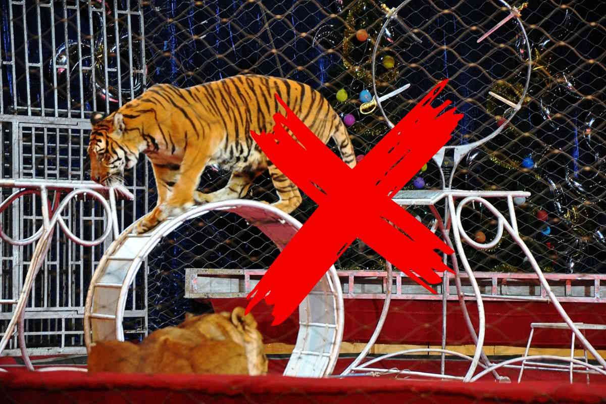 Dopo la fuga del leone, non ci saranno più animali in scena nel circo a Ladispoli (ma non basta) 1 No circo.jpg