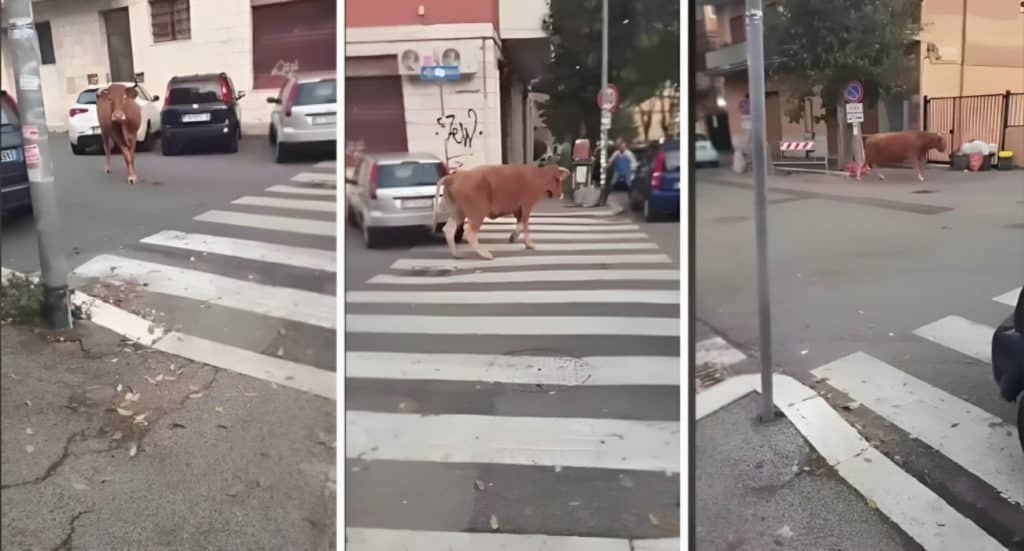 Progetto senza titolo 23 1.jpg