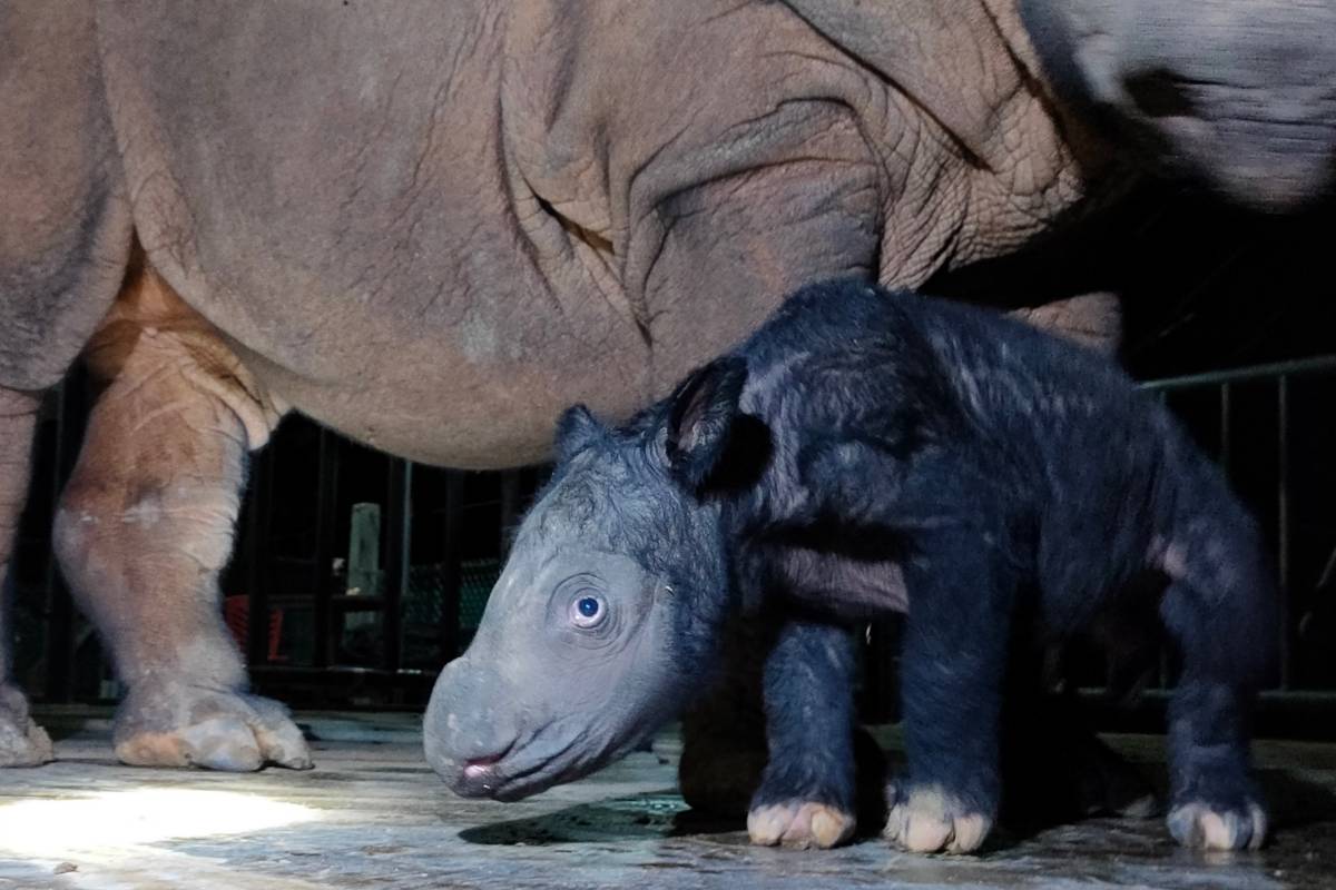 È nato un cucciolo di rinoceronte di Sumatra: è già il secondo in due mesi! 1 Rinoceronte di sumatra.jpg