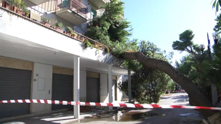 Silvi e1699098220926.jpg