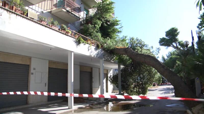 Silvi e1699098220926.jpg