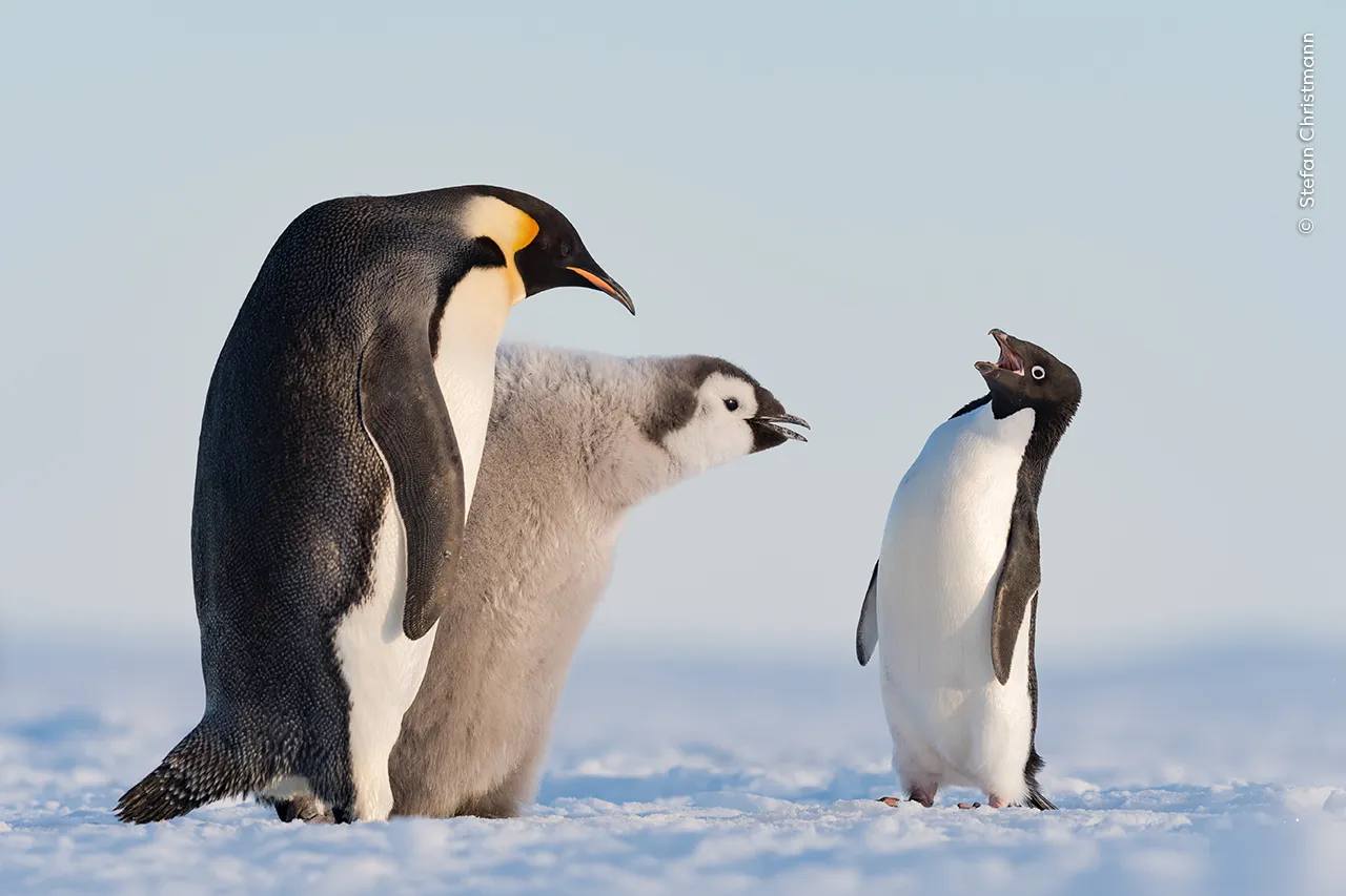 Wildlife Photographer of the Year
