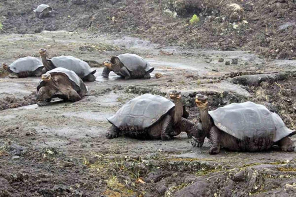 Tartarughe Galapagos.jpg