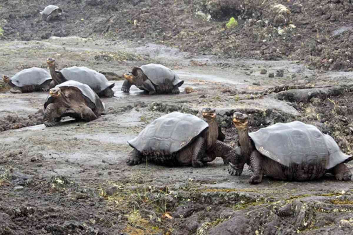 Tartarughe Galapagos.jpg