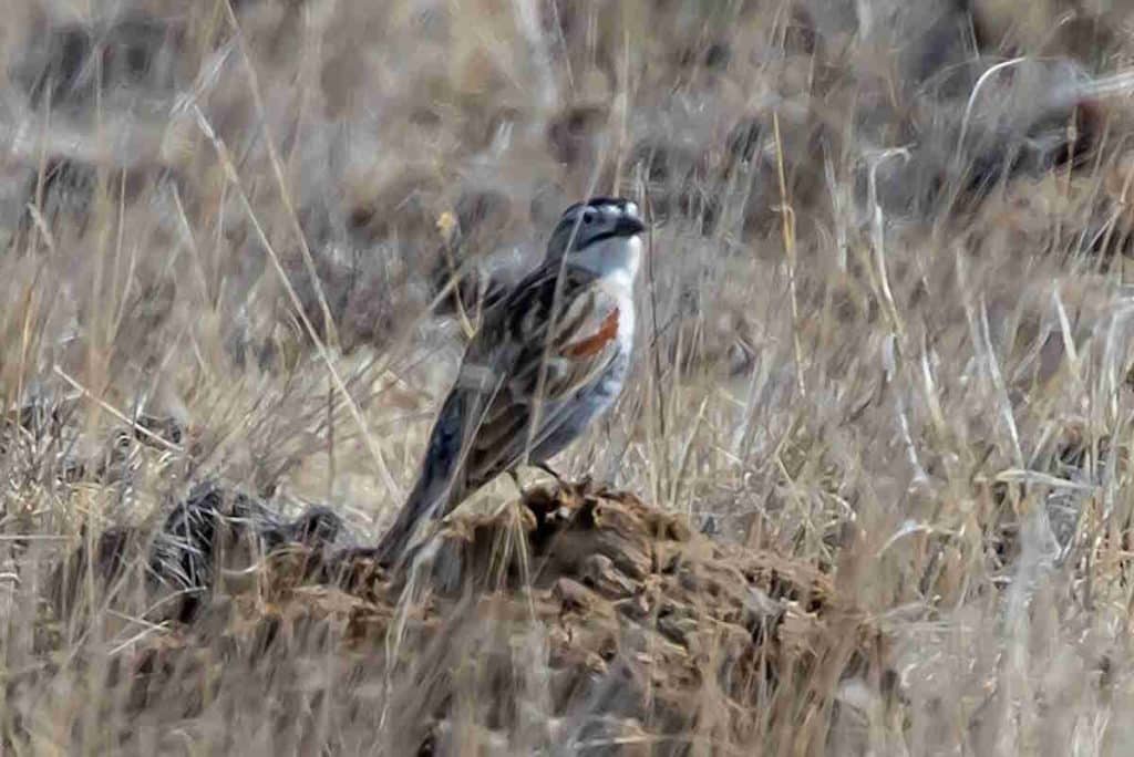 Thick billed Longspur Rhynchophanes mccownii 19730661933.jpg