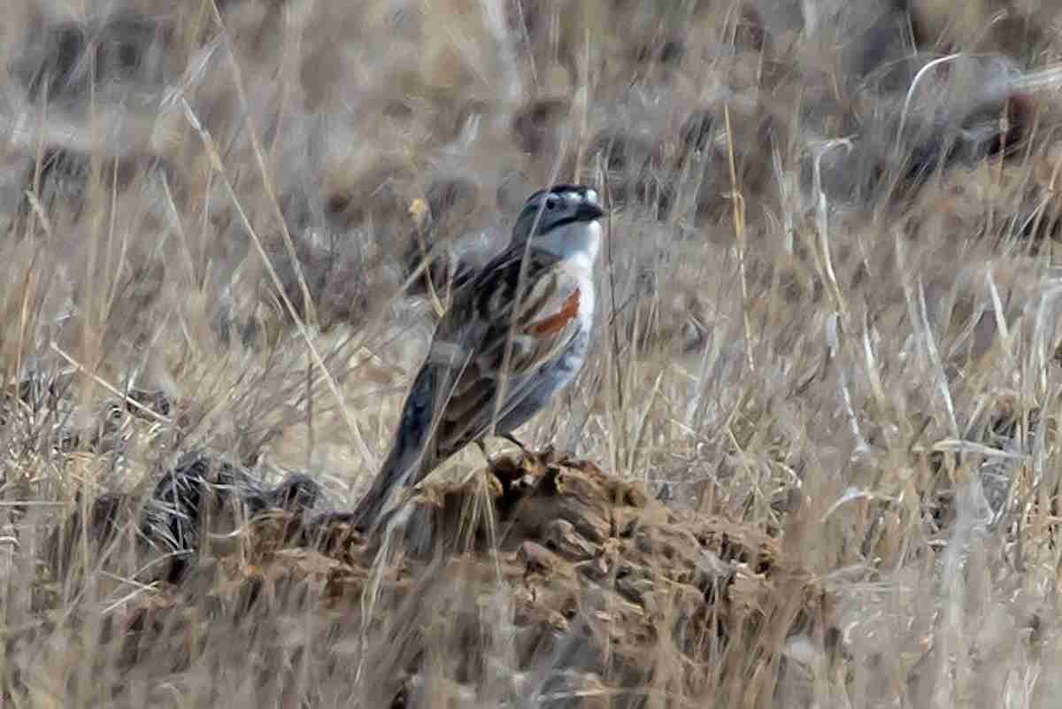 Thick billed Longspur Rhynchophanes mccownii 19730661933.jpg