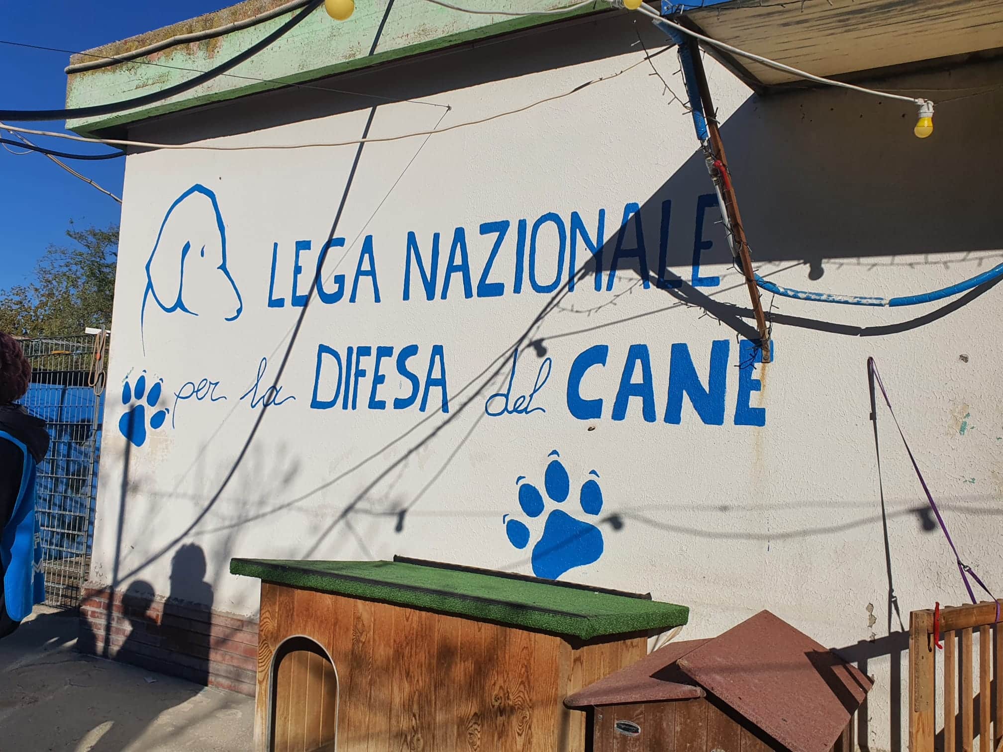 Pescara: oggi i primi tre cani vanno via da via Raiale, al Tg8 le lacrime dei volontari 1 WhatsApp Image 2023 11 13 at 09.29.58.jpeg