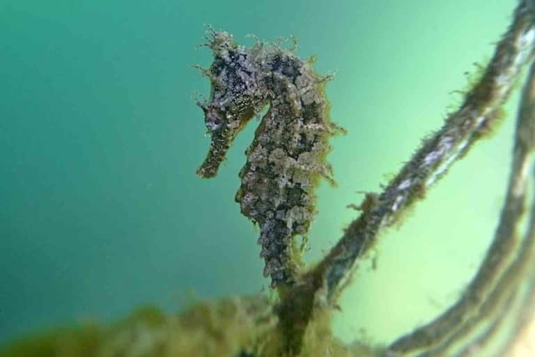 Whites Seahorse Hippocampus whitei 8612949378.jpg