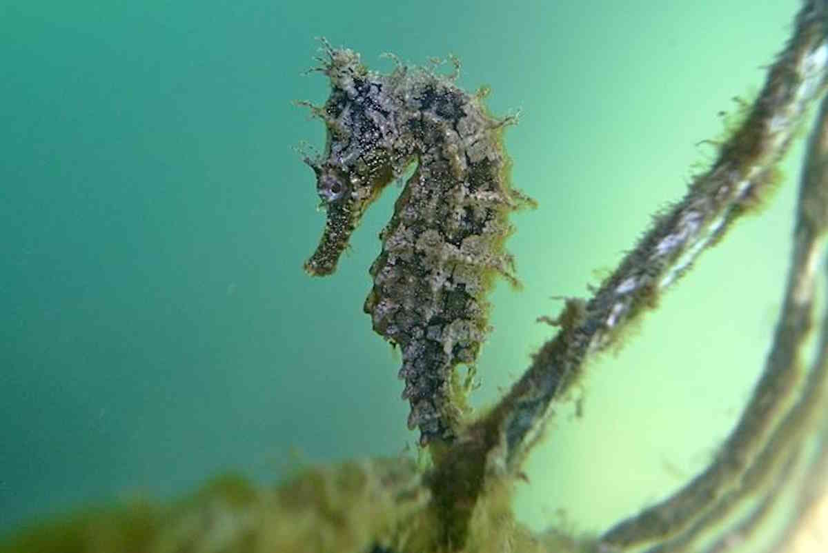 Whites Seahorse Hippocampus whitei 8612949378.jpg
