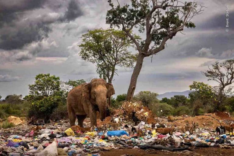 Wildlife Photographer of the Year.jpg
