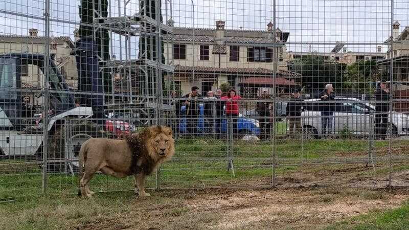 Leone a Ladispoli, “Aidaa” lancia la petizione per il sequestro di Kimba 1 aidaa kimba petizione.jpg